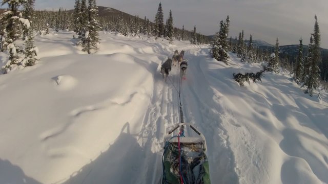 Snow Dog Sled Mushing