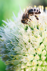 bee on onion