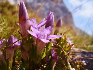 gentian