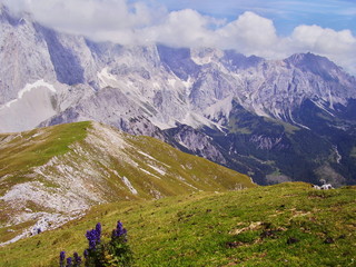 alps nature