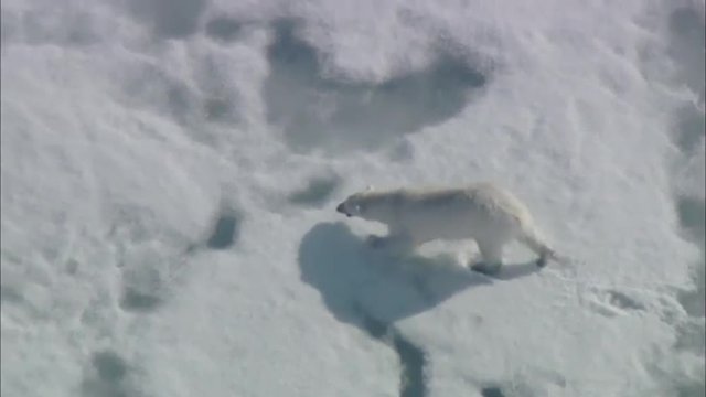 Arctic Tundra Polar Bears