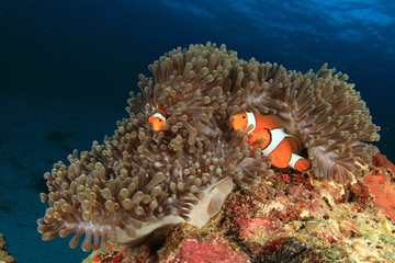 Naklejka na ściany i meble Nemo fish (Clownfish Anemonefish)