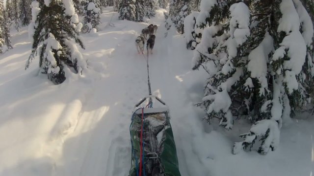 Snow Dog Sled Mushing