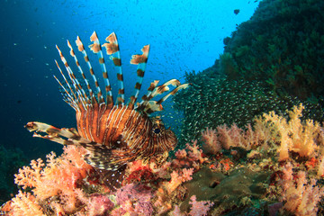 Lionfish on coral reef