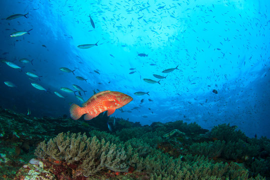 Coral Grouper fish on reef
