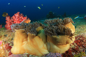 Anemone on coral reef