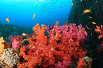 Fototapeta na wymiar Coral Reef Underwater