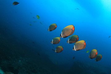 Fototapeta na wymiar Red tail Butterflyfish on coral reef