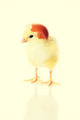 One small yellow separated chicken.