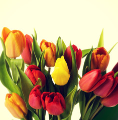 Bouquet of fresh living tulips.