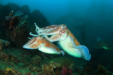 Naklejka na ściany i meble Pair of Cuttlefish mating