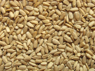 Semillas de Girasol / Sunflower seeds