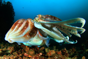 Fototapeta na wymiar Pair of Cuttlefish mating