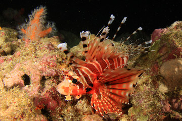 Spotfin Lionfish