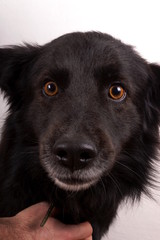 Fototapeta premium Black dog