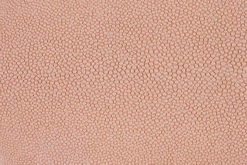 エイの皮 © moonrise