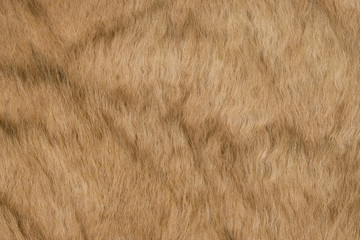 カンガルーの皮