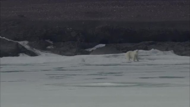 Polar Bears Near Coastline