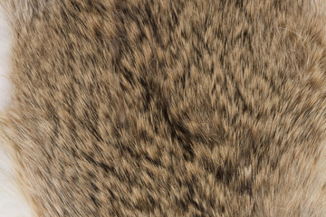 ウサギの毛皮