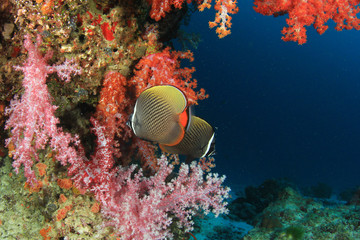 Obraz na płótnie Canvas Coral and Fish underwater
