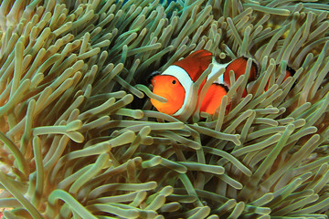 Nemo fish (Clownfish Anemonefish)