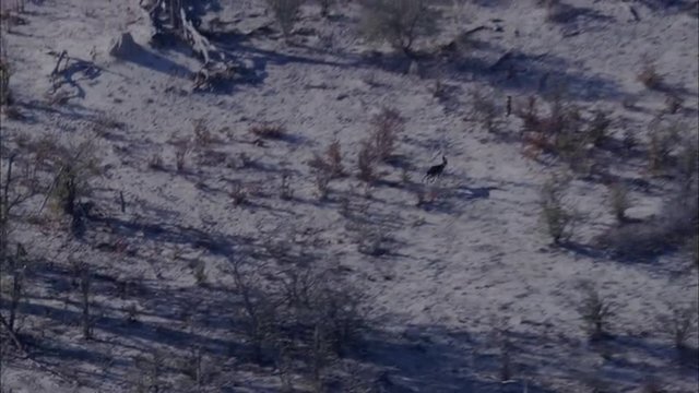 Wild Dogs