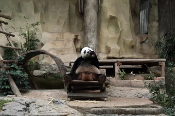 Stickers meubles Panda ours panda mangeant des carottes