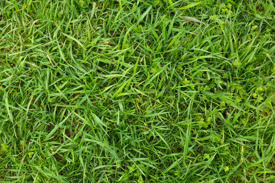 Fototapeta Beautiful spring grass outdoors