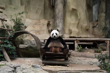 Washable wall murals Panda panda bear resting