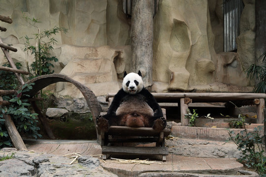 Fototapeta panda bear resting