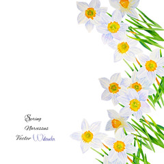 Background with Narcissuses