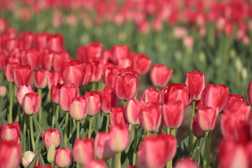 Fototapeta premium チューリップ