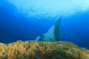 Fototapeta premium Manta Ray