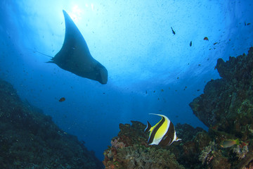 Fototapeta premium Manta Ray