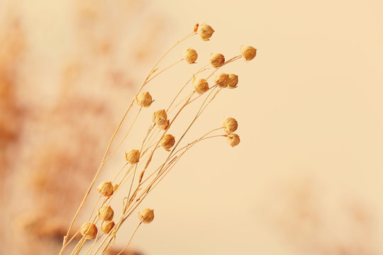 Fototapeta Dried flowers background
