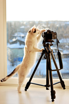 Cat standing on his hind legs to inspect camera on the tripod