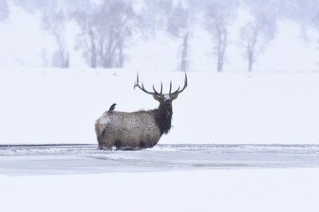 Winter bull elk