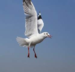 Seagull flying under the sky