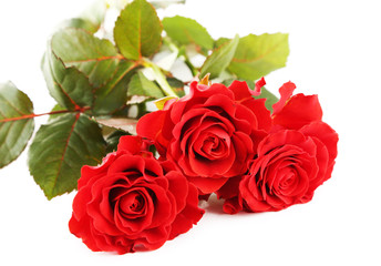 Fototapeta premium Bouquet of wonderful red roses isolated on white