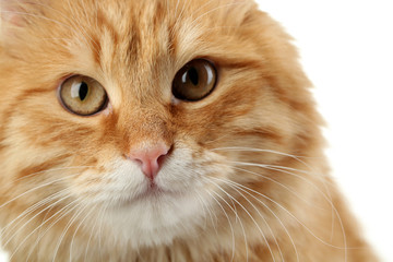 Portrait of red cat on white background