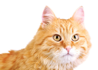 Portrait of red cat on white background