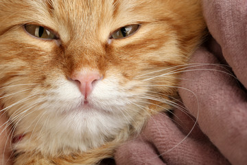 Red cat on warm plaid background