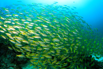 School Snapper Fish underwater in ocean