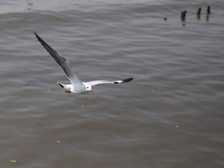 Fototapeta premium Seagull flying
