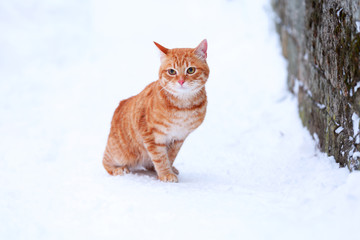 Red cat near fence on white snow background