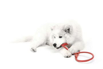 Friendly Samoyed dog with red leash isolated on white