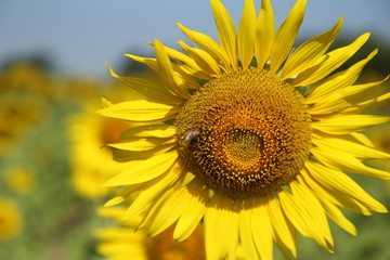 Obraz premium sunflower in field