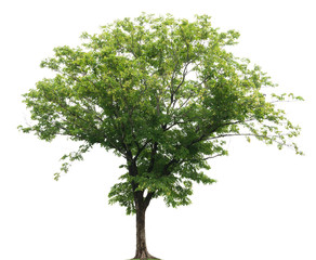 geïsoleerde boom