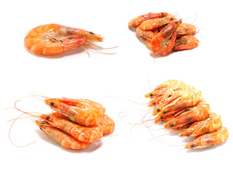 shrimp isolated on white background