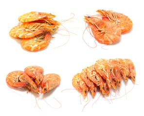 shrimp isolated on white background